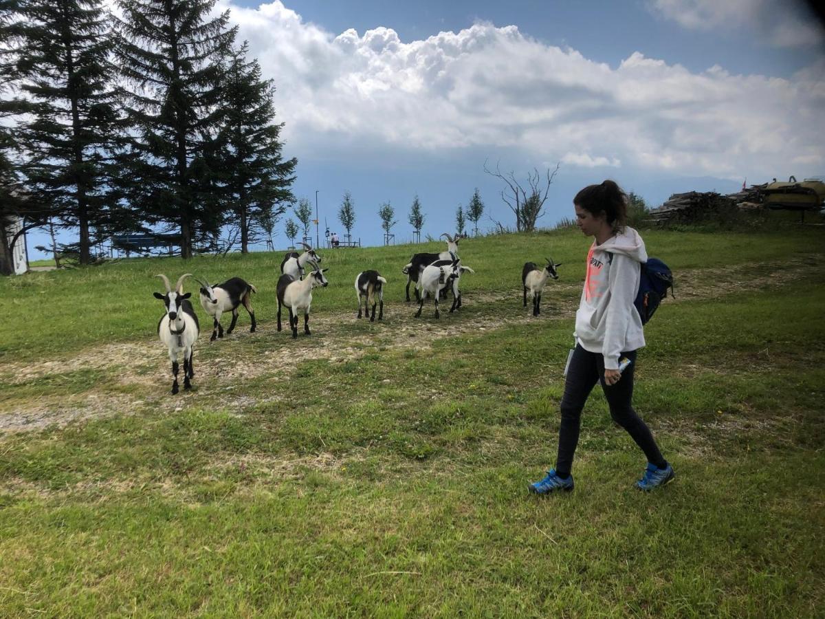 Ferienwohnungen Mit 4 Betten In Gersau Direkt Am Vierwaldstaettersee Exteriör bild